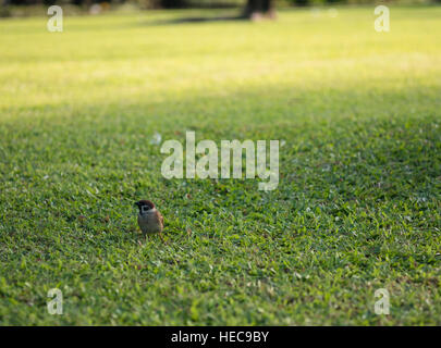 Sparrow stand sull'erba con spazio di copia Foto Stock