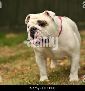 Bulldog Foto Stock