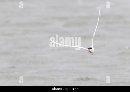 Sandwich tern (Sterna sandvicensis) volare sull'acqua con pesci di bill, Texel, Paesi Bassi. Foto Stock