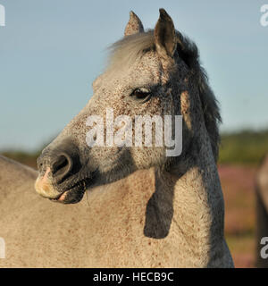 Wild Horse in la NewForest Foto Stock