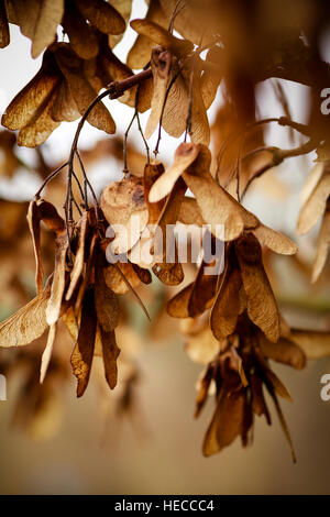 Essiccato e cenere bruna semi,o tasti,pendenti da rami d'inverno. I tasti al flutter in giù verso massa a germogliare. Foto Stock