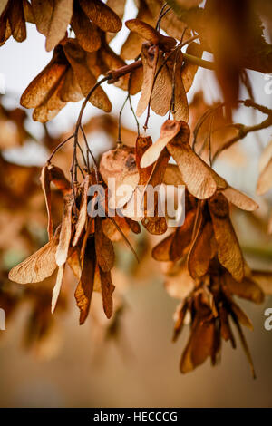 Essiccato e cenere bruna semi,o tasti,pendenti da rami d'inverno. I tasti al flutter in giù verso massa a germogliare. Foto Stock