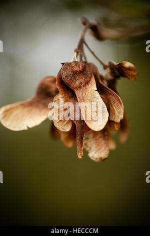 Essiccato e cenere bruna semi,o tasti,pendenti da rami d'inverno. I tasti al flutter in giù verso massa a germogliare. Foto Stock