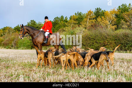 La huntsman di Cranwell segugi durante una giornata di caccia in Lincolnshire Inghilterra con i segugi intorno al suo cavallo Foto Stock