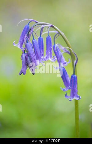 Un nativo di British Bluebell. Foto Stock