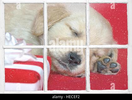 Sleeping golden retriever cucciolo con un regalo di Natale in vetro di finestra telaio e i fiocchi di neve Foto Stock