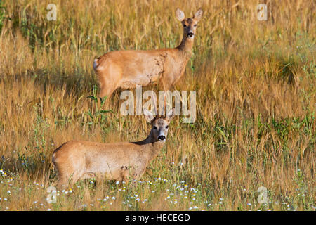 Unione il capriolo (Capreolus capreolus) buck e il doe nel campo di grano durante la routine in estate Foto Stock