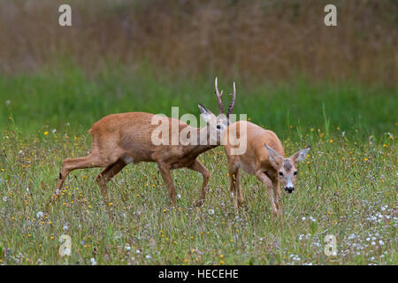 Unione il capriolo (Capreolus capreolus) sniffing buck alle spalle di Rossi in calore prima di accoppiamento durante la routine in estate Foto Stock