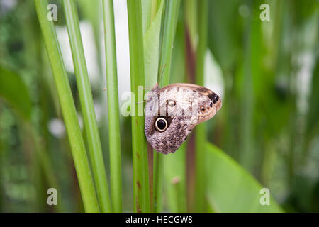 Bella marrone tropicale con cerchi neri iridato butterfly denominato Morpho peleides, dalla famiglia Nymphalidae, noto anche come Peleides Blue Morpho, C Foto Stock