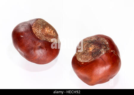 Close up studio shot di autunno conkers isolato su uno sfondo bianco Foto Stock