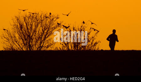 Hannover, Germania. Xxi Dec, 2016. Meteo. Un uomo jogging su un campo come il sole tramonta sull'orizzonte il 21 dicembre 2016 - il giorno più corto dell'anno - vicino ad Hannover in Germania. Dal 21 dicembre, il solstizio d'inverno, le notti saranno iniziano ad accorciarsi e i giorni diventerà più lungo. Credito: dpa picture alliance/Alamy Live News Foto Stock