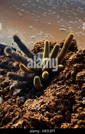 Cactus di lava (Brachycereus nesioticus) cresce sulle pendici di un vulcano sull isola di Bartolome nelle isole Galapagos - Ecuador Foto Stock