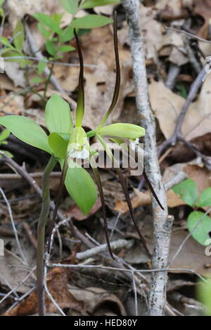 Grandi whorled pogonia [Isotria verticillata],double fioritura.Pennsylvania,USA Foto Stock