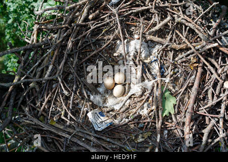 Falco Subbuteo®. Il nido del Northern Hobby in natura. Russia, Rjazan Regione Foto Stock