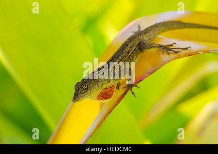 Brown anole lizard visualizzando il suo pagliolaia Foto Stock