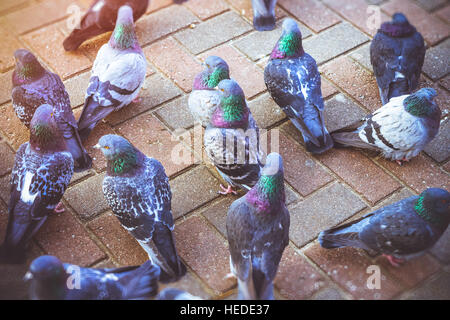 Piccioni grigio in piedi su un pavimento freddo bramma in inverno. Bella pigeon close up, urban colomba - uccello di pace nella città di uccelli Foto Stock