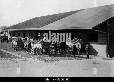 Agricoltura crescente bietole scaricati presso i zuccherifici in Hököpinge Skåne Foto Stock