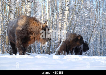 Bisonti europei (Wisent, Bison bonasus) in inverno foresta. Parco nazionale di Ugra, regione di Kaluga, Russia. Dicembre, 2016 Foto Stock