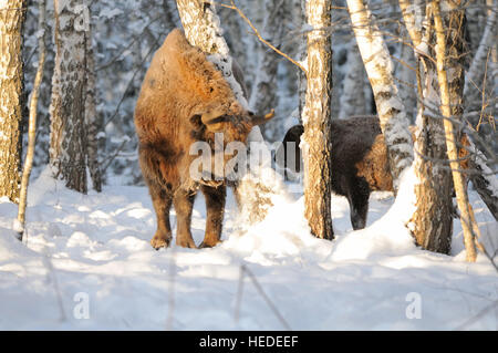 Adulto e bambino bisonti europei (Wisent, Bison bonasus) in inverno foresta. Parco nazionale di Ugra, regione di Kaluga, Russia. Dicembre, 2016 Foto Stock