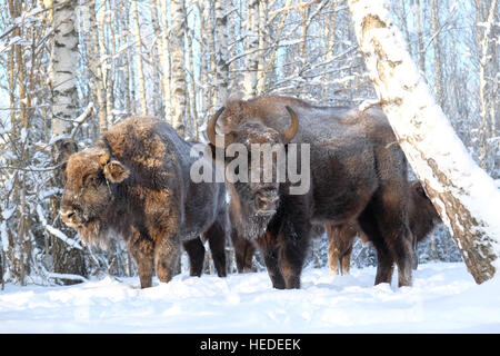 Il bisonte europeo famiglia (Wisent, Bison bonasus) in inverno foresta. Parco nazionale di Ugra, regione di Kaluga, Russia. Dicembre, 2016 Foto Stock