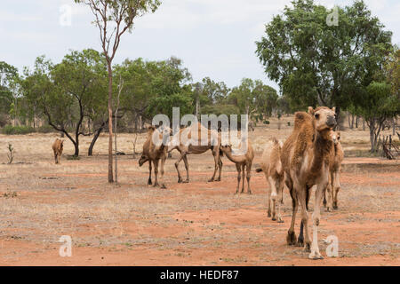 Allevamento di cammelli su un australiano allevamento di cammelli, Queensland Foto Stock