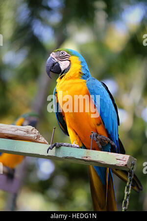 Foto divertenti con grande bella macaw parrot Foto Stock