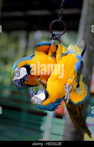 Foto divertenti con grande bella macaw pappagalli Foto Stock