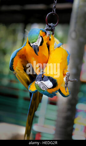 Foto divertenti con grande bella macaw pappagalli Foto Stock