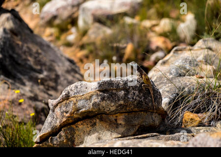 Un Karoo cinto lizard si crogiola su una roccia nel Cederberg, Sud Africa Foto Stock