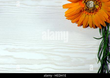 Fiordaliso fiore arancione con un edera su un bianco sullo sfondo di legno Foto Stock