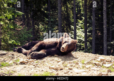 Predatori di bruno Orso grizzly nel mondo selvaggio Foto Stock