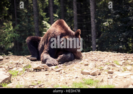 Predatori di bruno Orso grizzly nel mondo selvaggio Foto Stock