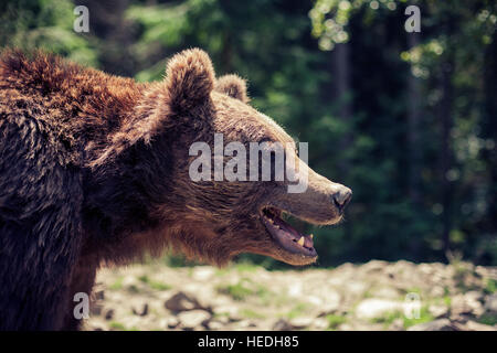 Predatori di bruno Orso grizzly nel mondo selvaggio Foto Stock