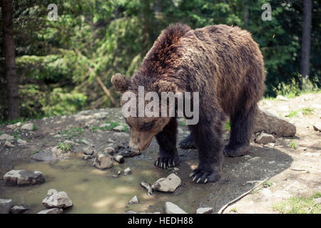 Predatori di bruno Orso grizzly nel mondo selvaggio Foto Stock