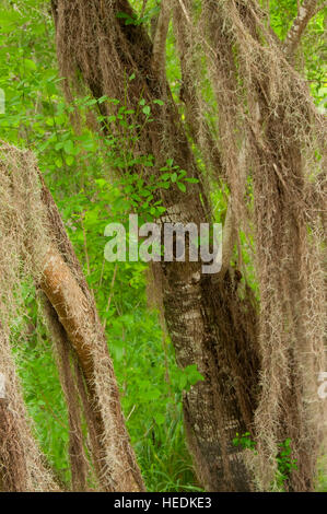 Muschio spagnolo su Pintail sentiero dei laghi, Santa Ana National Wildlife Refuge, Texas Foto Stock