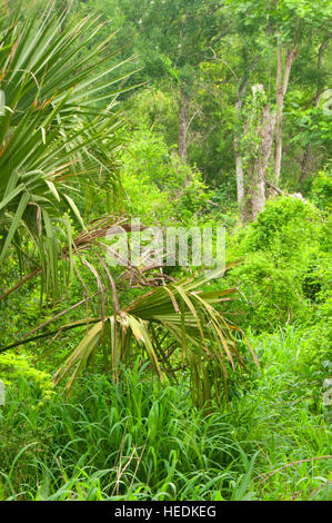 Foresta sul codone sentiero dei laghi, Santa Ana National Wildlife Refuge, Texas Foto Stock