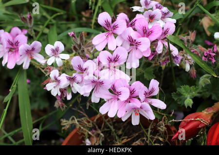 Close up di Pelargonium citrosum o noto come repellenti per zanzare impianto o stabilimento di citronella Foto Stock