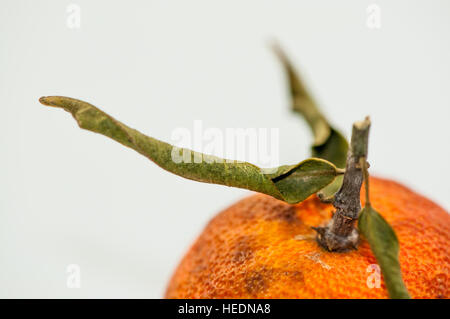 Mandarin surmature su uno sfondo bianco Foto Stock