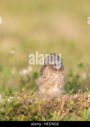 Scavando owlet dormire a Cape Coral, Florida Foto Stock