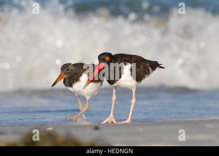 American Oystercatcher e pulcino Foto Stock