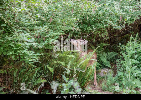 Un giovane cervo maschio naviga su Oceanspray e altri arbusti da fiore in un bosco giardino in corrispondenza della foresta. Foto Stock