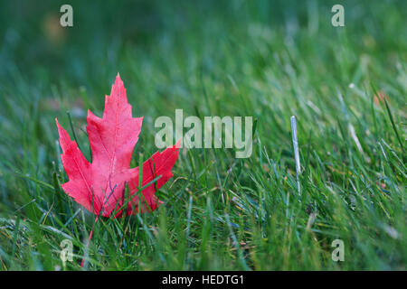 Red maple leaf sull'erba verde. Foto Stock