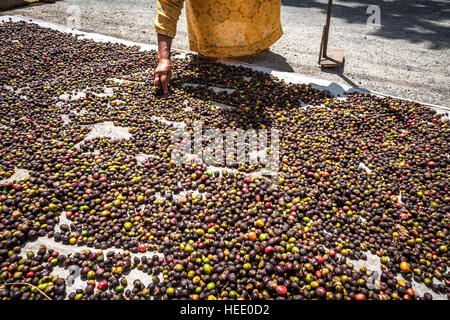 Una donna che asciuga le bacche di caffè al sole, in un villaggio di produzione di caffè sul lato del lago Ranau in Banding Agung, Sumatra meridionale, Indonesia. Foto Stock