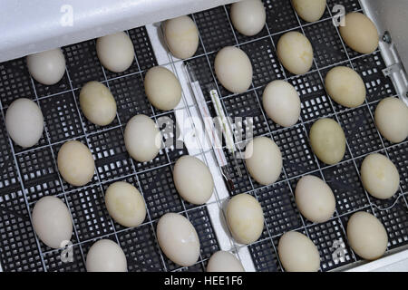 Incubatore per una conclusione di polli, Piccole anatre e oche. Attrezzature per un uso domestico. Foto Stock