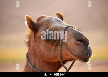 Ritratto di un cammello nel deserto dell'Oman Foto Stock