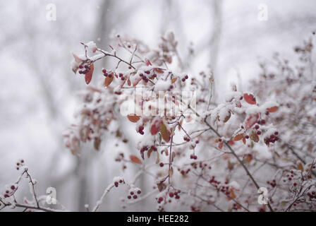 Sorba in neve Foto Stock