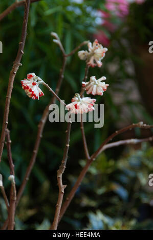 Edgeworthia Ruby Splash Foto Stock