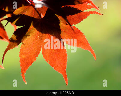 Chiusura del retro illuminato rosso autunno maple leaf su sfondo verde Foto Stock