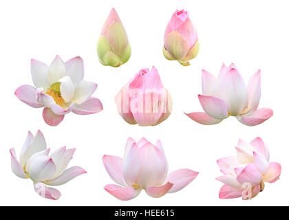 Set di un bel colore rosa fiore di loto isolati su sfondo bianco. Salvate con il percorso di clipping (Lotus utilizzati per il culto) Foto Stock