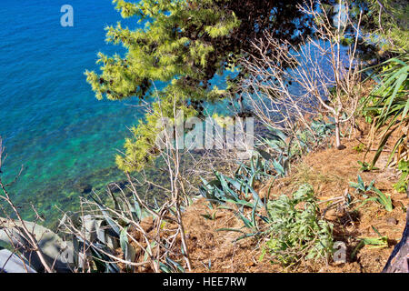 Piante mediterranee dal mare turchese - agave e pino Foto Stock